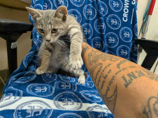 Shelter Stray Male Cat last seen ROBELINI DR, 5821 Sweetwater Rd, Bonita, CA 91902, USA