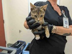 Shelter Stray Female Cat last seen ROBELINI DR, 5821 Sweetwater Rd, Bonita, CA 91902, USA