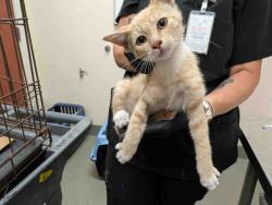 Shelter Stray Male Cat last seen ROBELINI DR, 5821 Sweetwater Rd, Bonita, CA 91902, USA