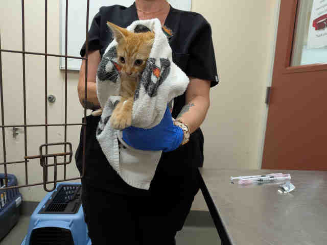 Shelter Stray Male Cat last seen ROBELINI DR, 5821 Sweetwater Rd, Bonita, CA 91902, USA
