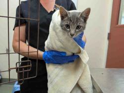 Shelter Stray Female Cat last seen ROBELINI DR, 5821 Sweetwater Rd, Bonita, CA 91902, USA
