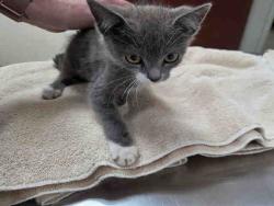 Shelter Stray Male Cat last seen LA SOMBRA, 5821 Sweetwater Rd, Bonita, CA 91902, USA