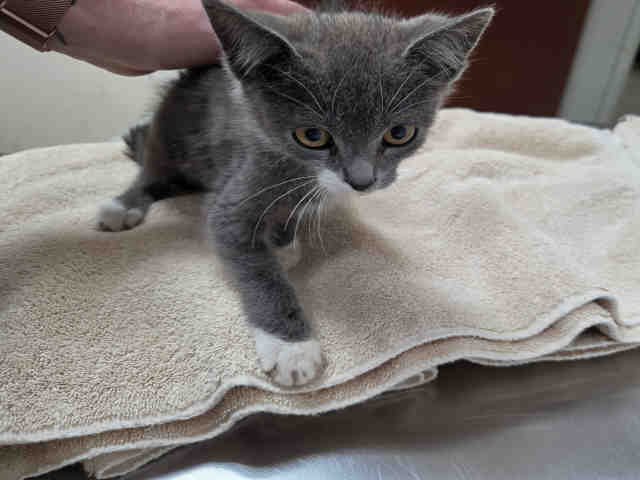 Shelter Stray Male Cat last seen LA SOMBRA, 5821 Sweetwater Rd, Bonita, CA 91902, USA