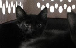Shelter Stray Male Cat last seen Near BLOCK SW 34TH ST, 2811 SE 29th St, Oklahoma City, OK 73129, USA