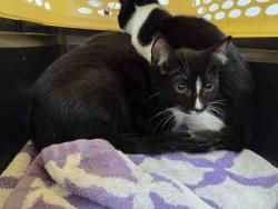Shelter Stray Female Cat last seen FOUND ON RAINBOW HILLS RD, 5821 Sweetwater Rd, Bonita, CA 91902, USA