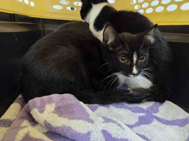 Shelter Stray Female Cat last seen FOUND ON RAINBOW HILLS RD, 5821 Sweetwater Rd, Bonita, CA 91902, USA
