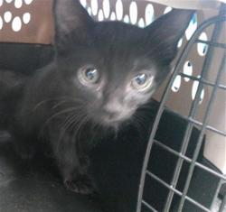 Shelter Stray Male Cat last seen Near BLOCK SW 34TH ST, 2811 SE 29th St, Oklahoma City, OK 73129, USA