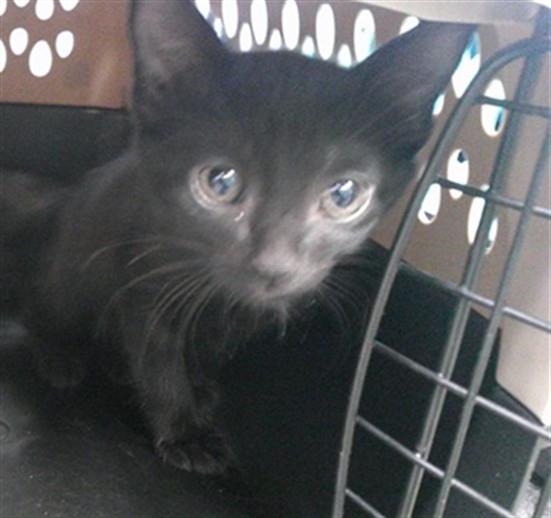 Shelter Stray Male Cat last seen Near BLOCK SW 34TH ST, 2811 SE 29th St, Oklahoma City, OK 73129, USA