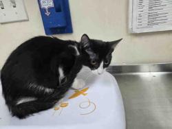 Shelter Stray Male Cat last seen FOUND ON RAINBOW HILLS RD, 5821 Sweetwater Rd, Bonita, CA 91902, USA