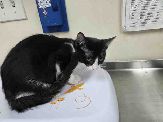 Shelter Stray Male Cat last seen FOUND ON RAINBOW HILLS RD, 5821 Sweetwater Rd, Bonita, CA 91902, USA