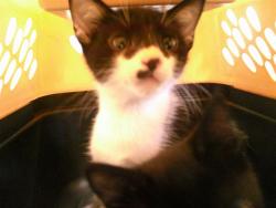 Shelter Stray Male Cat last seen Near BLOCK SW 34TH ST, 2811 SE 29th St, Oklahoma City, OK 73129, USA
