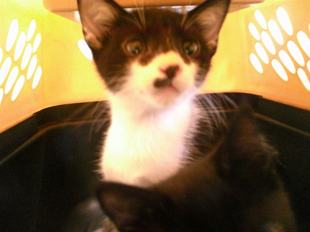 Shelter Stray Male Cat last seen Near BLOCK SW 34TH ST, 2811 SE 29th St, Oklahoma City, OK 73129, USA