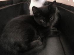 Shelter Stray Male Cat last seen Near BLOCK SW 34TH ST, 2811 SE 29th St, Oklahoma City, OK 73129, USA