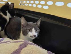 Shelter Stray Male Cat last seen FOUND ON RAINBOW HILLS RD, 5821 Sweetwater Rd, Bonita, CA 91902, USA