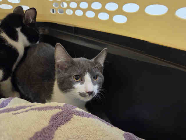 Shelter Stray Male Cat last seen FOUND ON RAINBOW HILLS RD, 5821 Sweetwater Rd, Bonita, CA 91902, USA