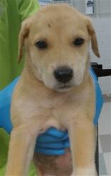 Shelter Stray Unknown Dog last seen FOUND IN BACKYARD OF FINDER'S HOME, 2811 SE 29th St, Oklahoma City, OK 73129, USA