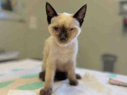 Shelter Stray Female Cat last seen WHIPPOORWILL, 5821 Sweetwater Rd, Bonita, CA 91902, USA