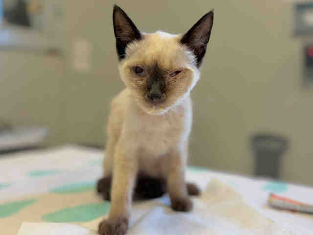 Shelter Stray Female Cat last seen WHIPPOORWILL, 5821 Sweetwater Rd, Bonita, CA 91902, USA