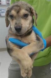 Shelter Stray Unknown Dog last seen FOUND IN BACKYARD OF FINDER'S HOME, 2811 SE 29th St, Oklahoma City, OK 73129, USA