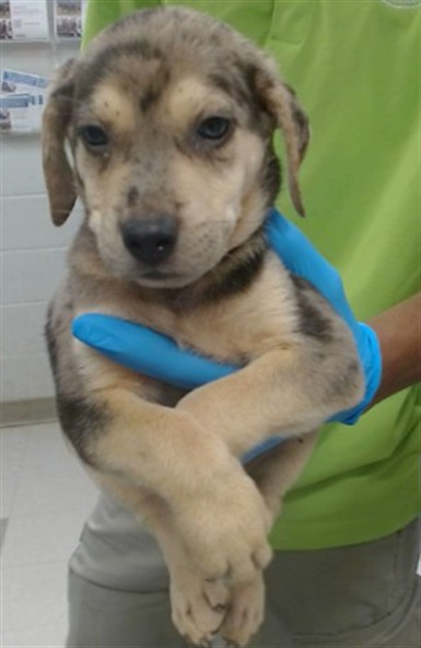 Shelter Stray Unknown Dog last seen FOUND IN BACKYARD OF FINDER'S HOME, 2811 SE 29th St, Oklahoma City, OK 73129, USA