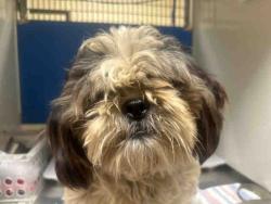 Shelter Stray Male Dog last seen FOREST PARK RD, 5821 Sweetwater Rd, Bonita, CA 91902, USA