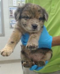Shelter Stray Unknown Dog last seen FOUND IN BACKYARD OF FINDER'S HOME, 2811 SE 29th St, Oklahoma City, OK 73129, USA