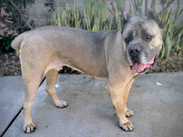 Shelter Stray Male Dog last seen , 5821 Sweetwater Rd, Bonita, CA 91902, USA