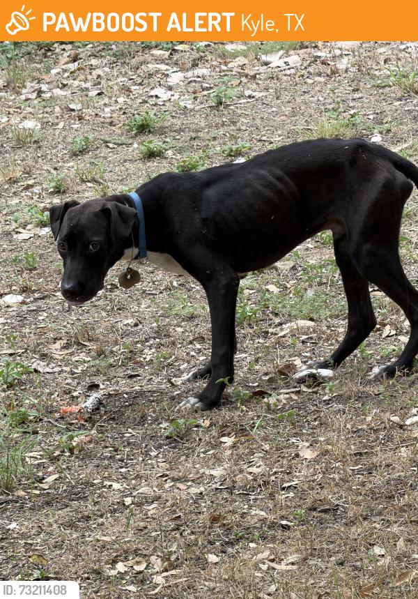 Found/Stray Unknown Dog last seen Mailboxes on goforth rd, Kyle, TX 78640
