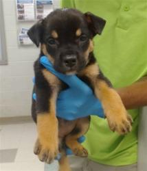 Shelter Stray Female Dog last seen FOUND IN BACKYARD OF FINDER'S HOME, 2811 SE 29th St, Oklahoma City, OK 73129, USA