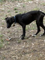 Found/Stray Unknown Dog last seen Mailboxes on goforth rd, Kyle, TX 78640