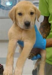Shelter Stray Male Dog last seen FOUND IN BACKYARD OF FINDER'S HOME, 2811 SE 29th St, Oklahoma City, OK 73129, USA