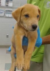 Shelter Stray Unknown Dog last seen FOUND IN BACKYARD OF FINDER'S HOME, 2811 SE 29th St, Oklahoma City, OK 73129, USA