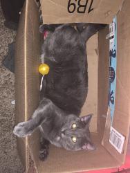 Reunited Male Cat last seen I-75 and Sheridan, Arvada, CO 80002