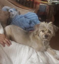 Reunited Female Dog last seen Piedras and Copia, El Paso, TX 79930