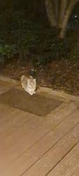 Found/Stray Male Cat last seen Crestwood Trail, Hamilton County, TN 37341