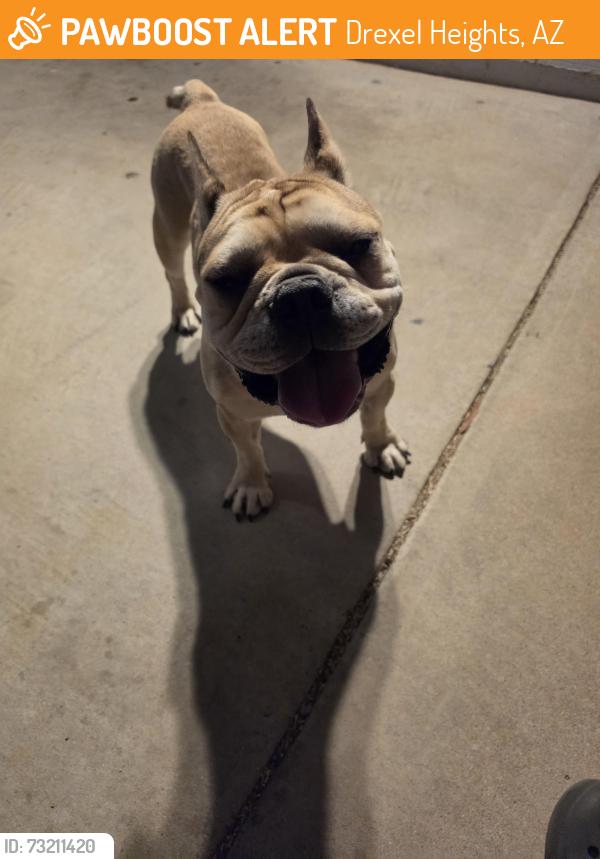 Found/Stray Male Dog last seen Westover and Valencia, Drexel Heights, AZ 85746
