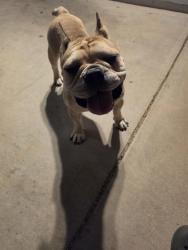 Found/Stray Male Dog last seen Westover and Valencia, Drexel Heights, AZ 85746