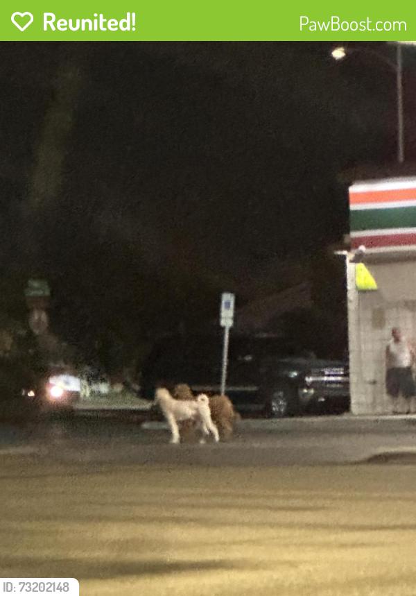 Reunited Unknown Dog last seen washington and decatur, Las Vegas, NV 89107