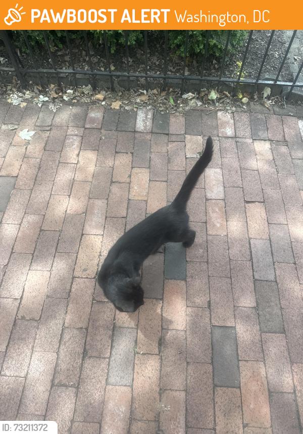 Found/Stray Unknown Cat last seen Near 7th St NE & Constitution Ave NE, Washington, DC 20002