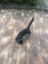 Found/Stray Unknown Cat last seen Near 7th St NE & Constitution Ave NE, Washington, DC 20002