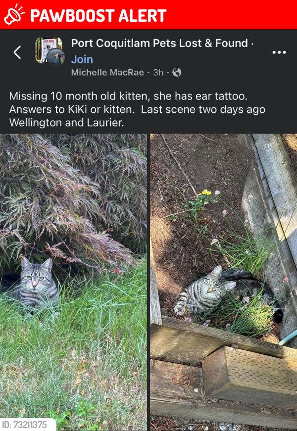 Lost Female Cat last seen Wellington and Laurier, Port Coquitlam, BC V3B 2G2