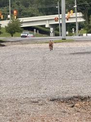 Found/Stray Unknown Dog last seen Highway 46 and I40, Dickson, TN 37029