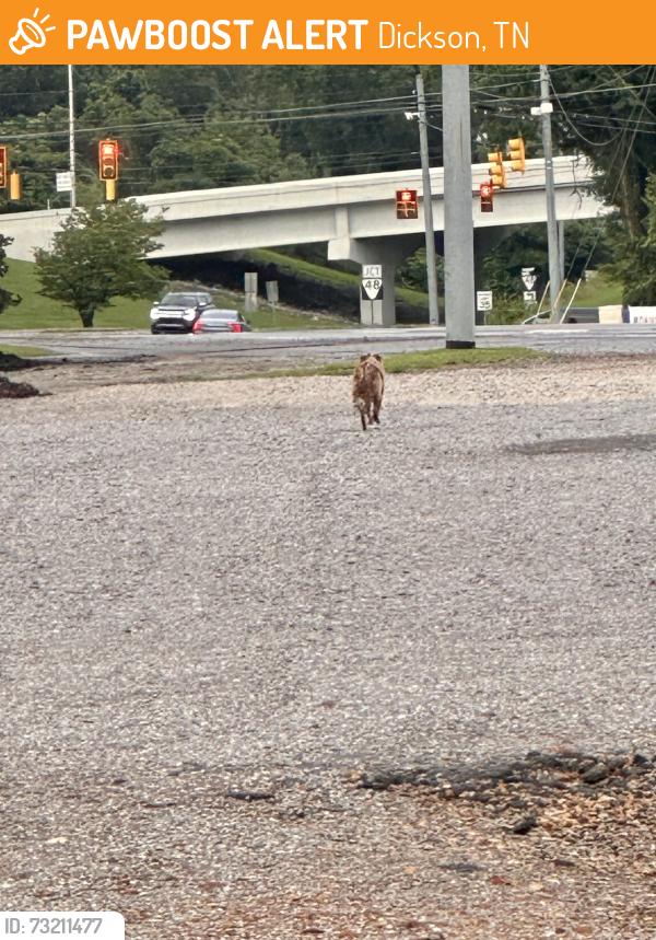 Found/Stray Unknown Dog last seen Highway 46 and I40, Dickson, TN 37029