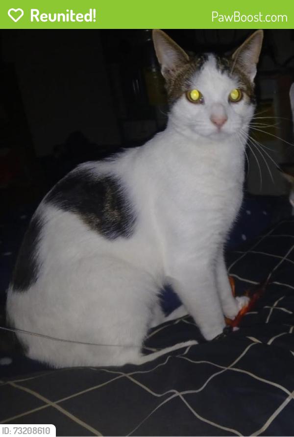 Reunited Male Cat last seen Royal farms, Wilmington, DE 19808