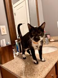Lost Male Cat last seen Near Bee Ridge Road Asheville NC, Asheville, NC 28803
