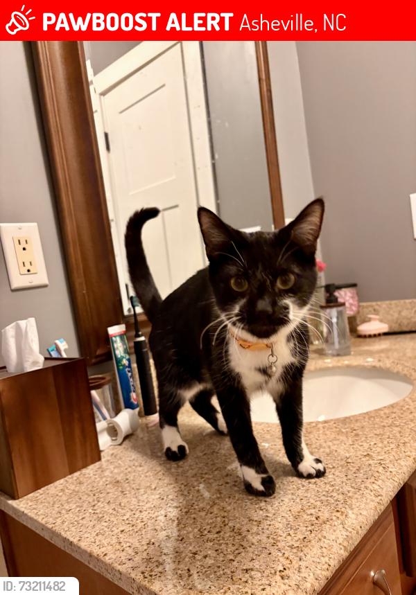 Lost Male Cat last seen Near Bee Ridge Road Asheville NC, Asheville, NC 28803