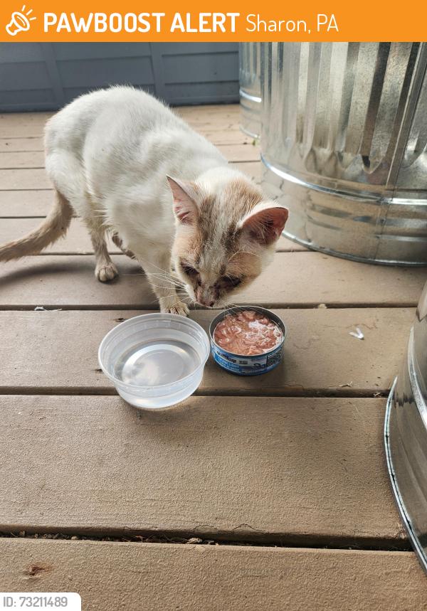 Found/Stray Unknown Cat last seen Sharpsville Ave., Sharon, PA 16146