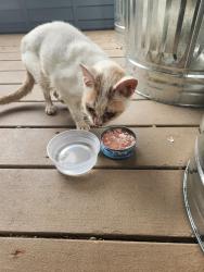 Found/Stray Unknown Cat last seen Sharpsville Ave., Sharon, PA 16146