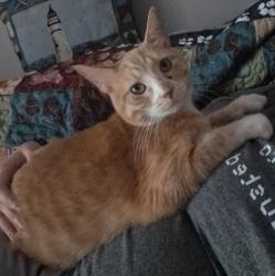 Reunited Male Cat last seen Foxridge and the highway nearby, Mission, KS 66202