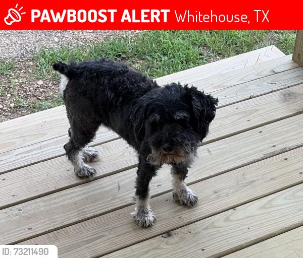 Lost Female Dog last seen FM 848, Whitehouse, TX 75791